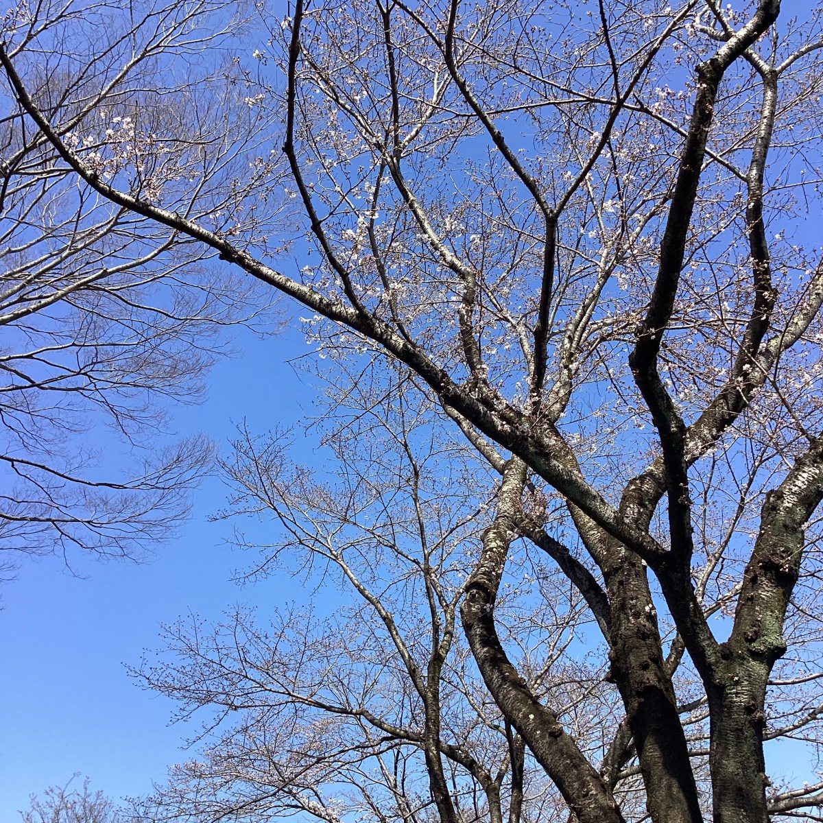 ２０２５年☆お花見会