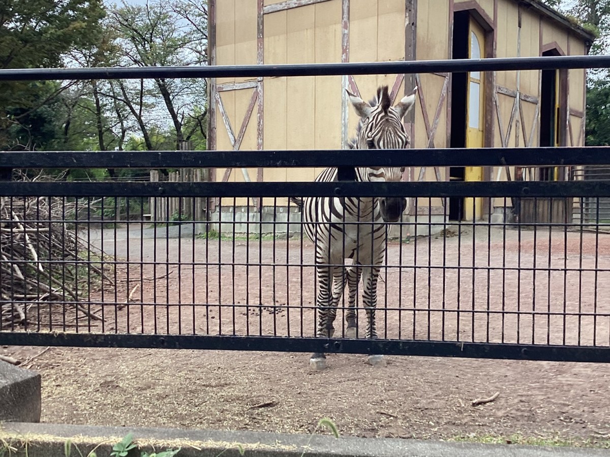 公園でお弁当☆羽村市動物公園